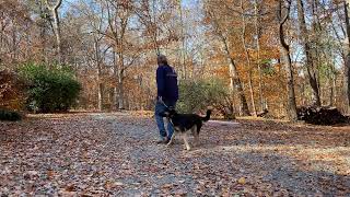 German Shepherd Puppy Training Greensboro NC - Tzipora by JimHodgesDogTraining 92 views 5 months ago 15 minutes