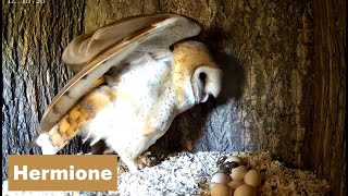 Day 56 - pm - Barn Owls : 4 owlets getting flight feathers - Hermione on Camera 1, 👍