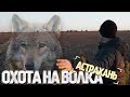 Волки разорвали 9 лошадей! Охота на волка в дельте Волги, Астрахань.