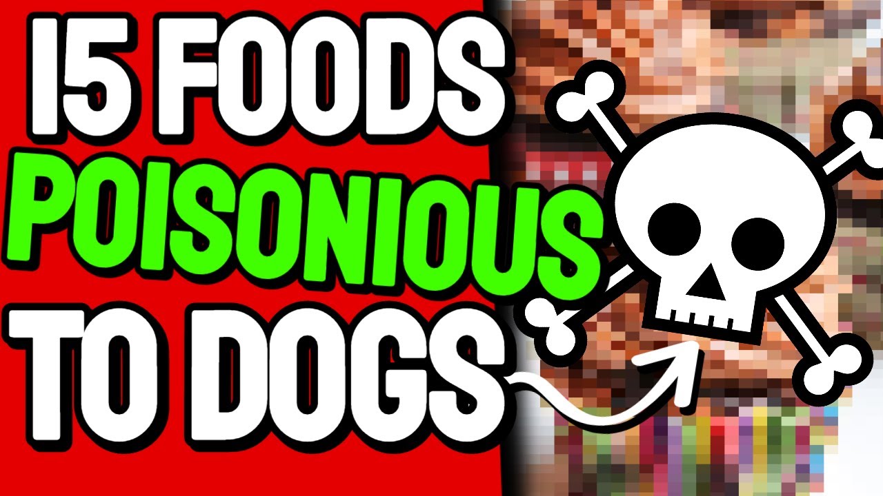 What Food Is Poisonous To Dogs? Top 15 Foods Your Dog Must Avoid YouTube