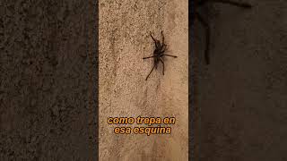 Es broma!😅🤭 Esta araña fue rescatada y posteriormente liberada en un lugar seguro #arañas #tarantula
