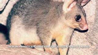 Animal Control Orange County | ...
