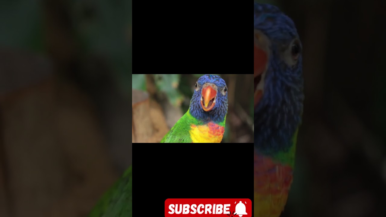 parrot/ Healthy parrot Diet /How to take care parrot at Home By parrots & Birds Tv