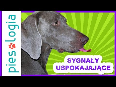 Wideo: Zrozumienie sygnałów uspokajających psa
