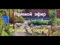 Огород и Голуби Прямая трансляция.Vegetable Garden and Pigeons Live Stream