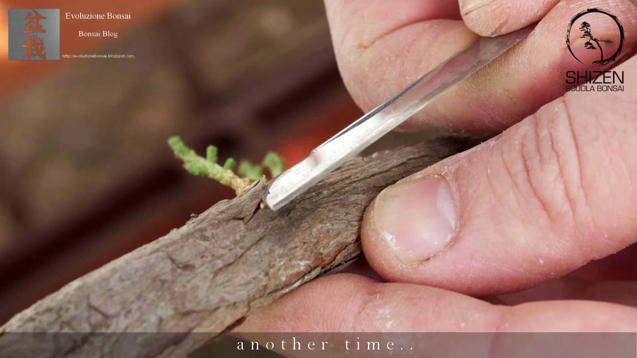 Juniper grafting two ways by Bruno Proietti Tocca YouTube