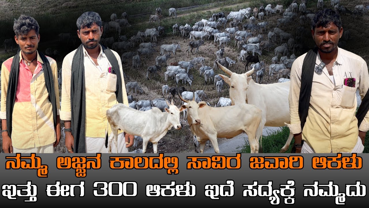 ನಮ್ಮ ಅಜ್ಜನ ಕಾಲಕ್ 1000 ಇದ್ವು ಆಕ್ಳು ಈಗ ಅಷ್ಟೆಲ್ಲ ಮೇಯಿಸೋದು ಆಗಲ್ಲ ರೀ!