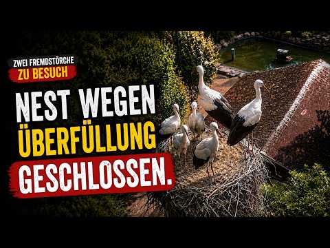 Heddesheim Stork Nest Live Webcam live cam preview