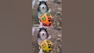 Thumbnail of How do those with colour blindness perceive a dog toy?#Shorts #ColourBlind #ColorBlind