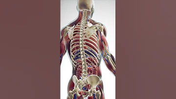 Human Anatomy 3D Animation Organ Bones Viscera Medical Medicaleducation 3danimation 