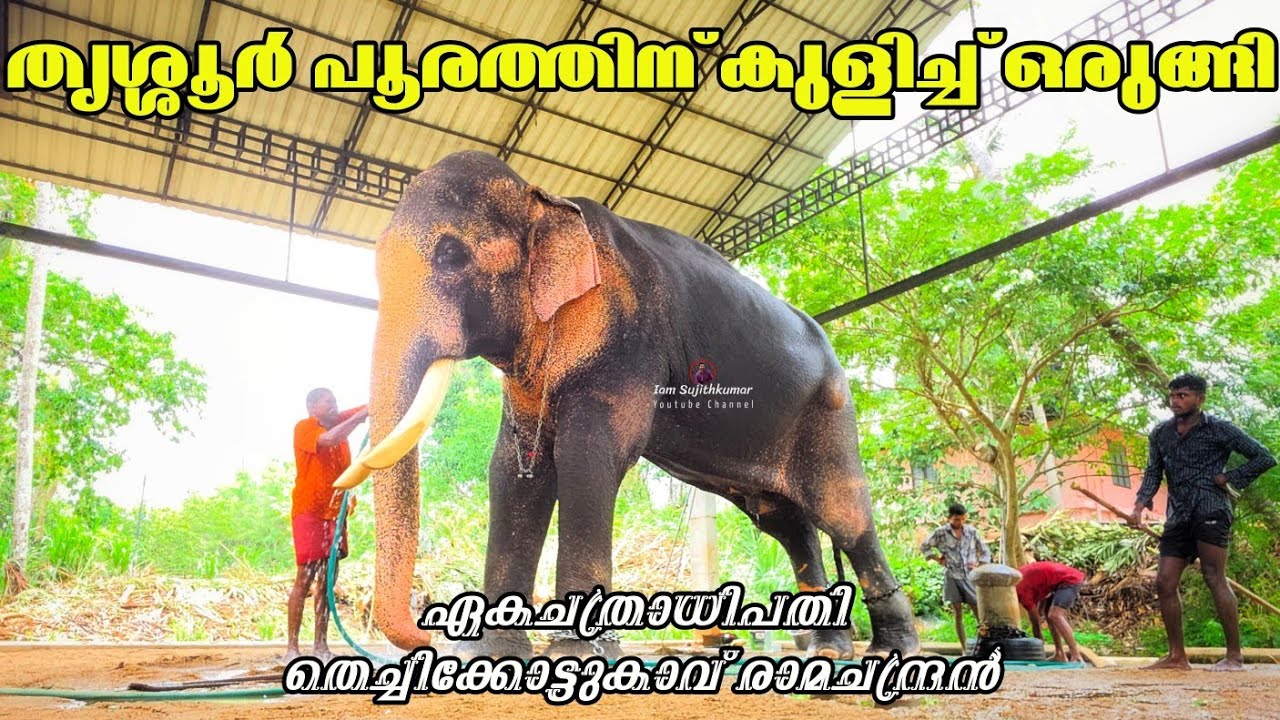 തൃശ്ശൂർ പൂരത്തിന് കുളിച്ച് ഒരുങ്ങി | Thechikkottukavu Ramachandran