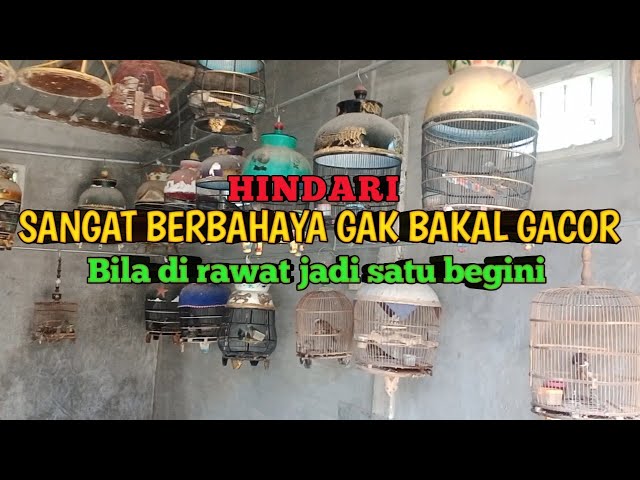 Hindari Perawatan Perkutut Lokal Begini!!! Gak akan Mau gacor Los class=