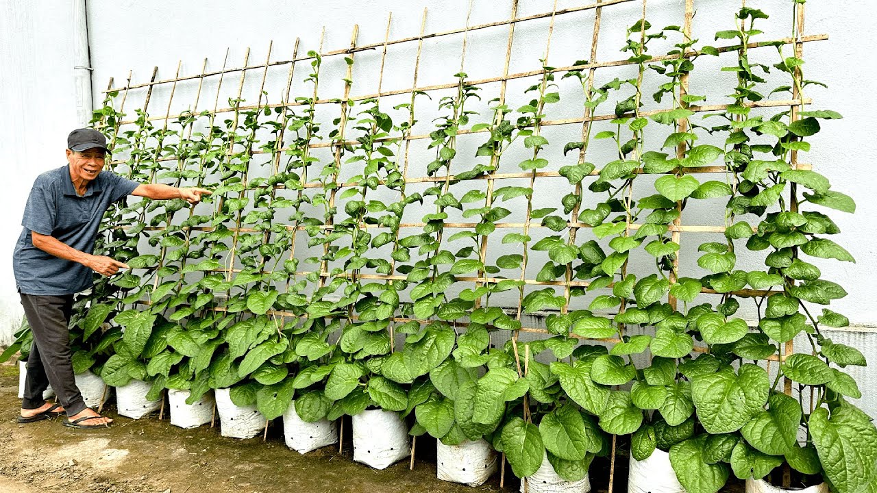 Никакого большого сада, никакой тяжелой работы — самый простой способ выращивать овощи для новичков!