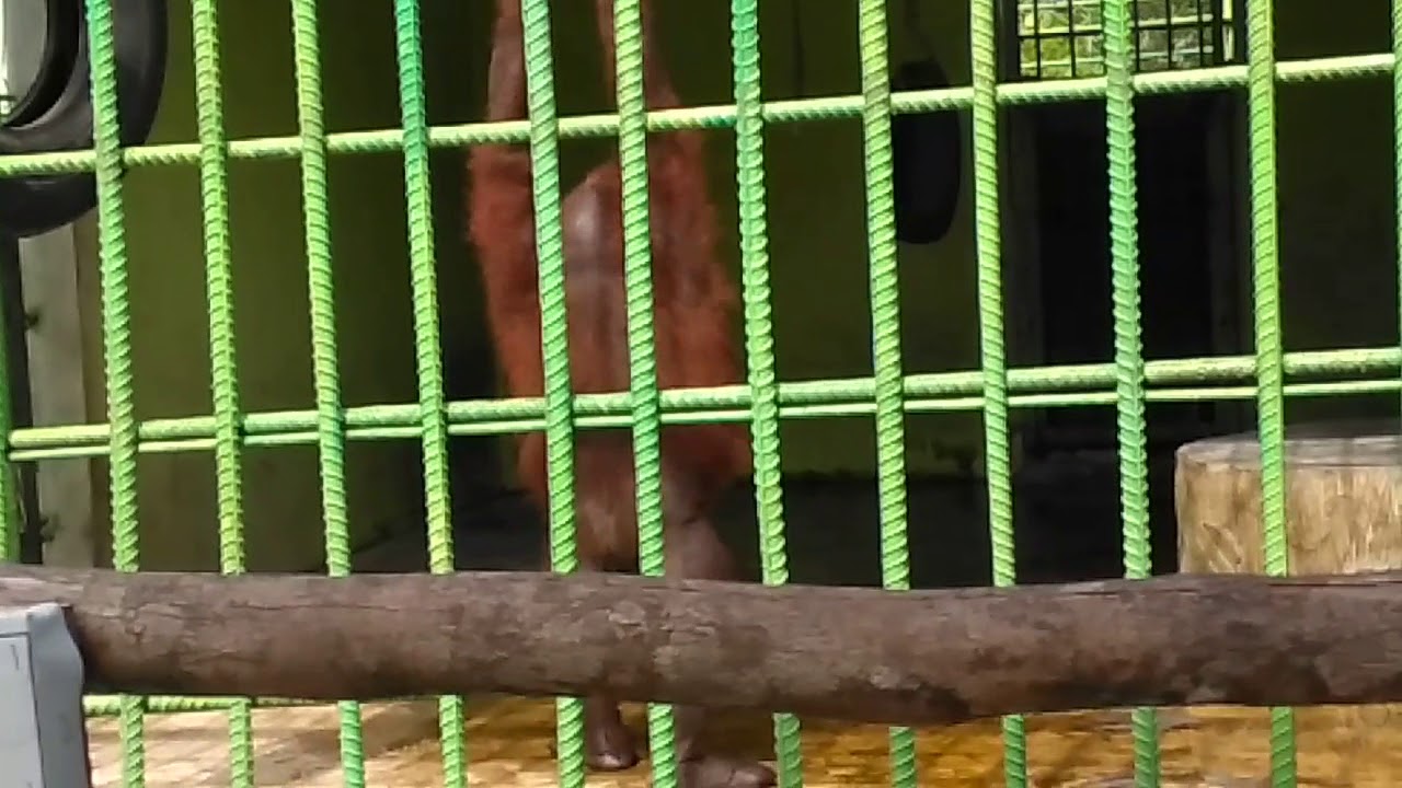 Satwa Langka  Orang Hutan di  Kebun Binatang  Kasang Kulim 