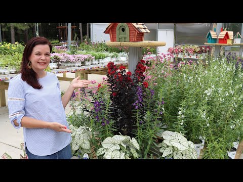 Wideo: Patriotyczne pomysły na ogród kwiatowy: sadzenie czerwonymi, białymi i niebieskimi kwiatami