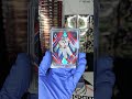 $2,000 PANINI PHOENIX &amp; PANINI PRIZM BREAK