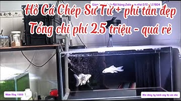 Hồ Cá Chép Sư Tử + Phi Tần 200l Đẹp - Tổng Chi Phí Hoàn Thiện Chỉ 2.5 Triệu Cực Rẻ.Hồ Của Em Lâm.