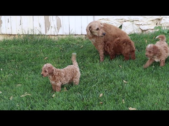 Hudson video thumbnail