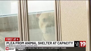 Cleveland Kennel at capacity after July Fourth: Do you have a lost pet to claim?