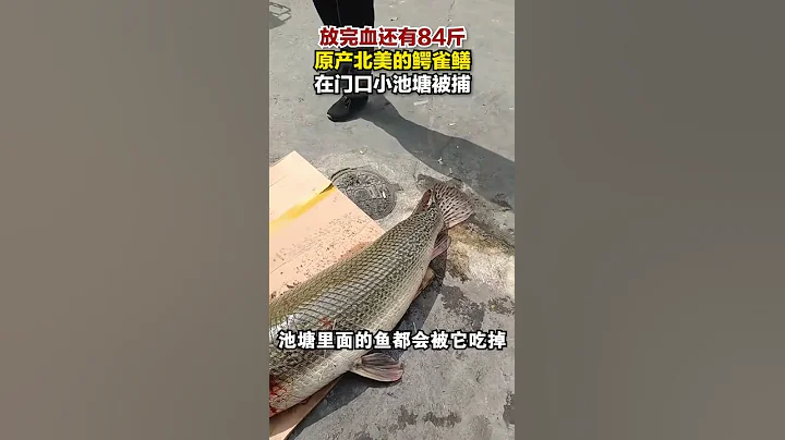 从广州一池塘捕获疑似鳄雀鳝被称为“水中杀手”！放完血还有84斤！原产北美的鳄雀鳝在门口小池塘被捕！#Shorts - 天天要闻