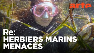 Sauver les herbiers marins | Reportage | ARTE Regards