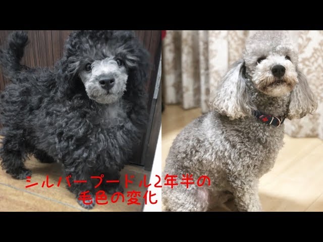 トイプードル シルバー色の変化黒色のけからシルバーの毛色へ Toy Poodle Coffee Color Change Summary For Two And A Half Years Youtube