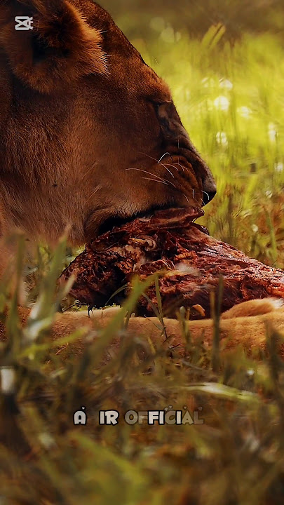 lion voice and eit  #lions Lion Sound 🦁 #animalssounds​ #lion​ #roar​ #best​ #soundeffect​ #vira