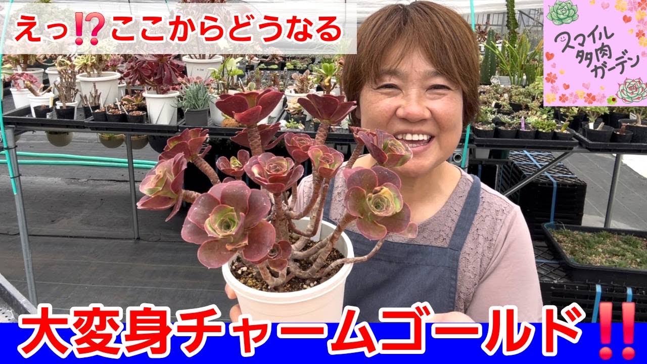 Aeonium] The Start of Charm Gold's Amazing Makeover‼️ Autumn
