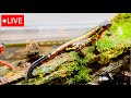 餌やりLIVE【オキナワシリケン・ミヤコヒキガエル・アズマヒキガエル・アオジタトカゲ】