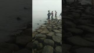 Penyelamatan Kakap Babon Laut Kejawanan Cirebon