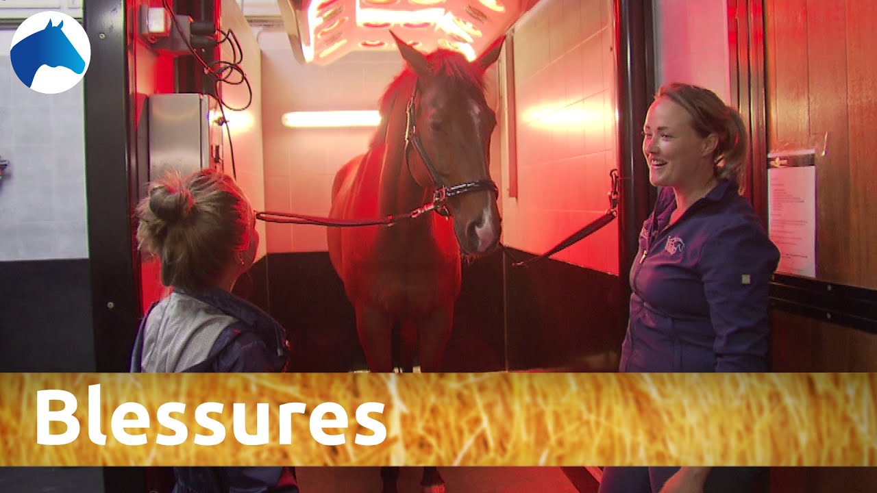 Wat als je paard een blessure heeft? | NH Bokt TV