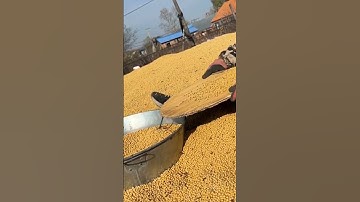 Smart Farmer Selecting Soybean Seeds A Very Traditional Method #satisfying #short