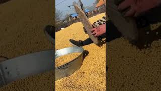 Download Lagu Smart Farmer Selecting Soybean Seeds A Very Traditional Method #satisfying #short MP3 Download Lagu Smart Farmer Selecting Soybean Seeds A Very Traditional Method #satisfying #short MP3