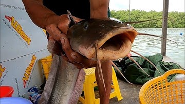 Giăng Câu Cá Ngát Sông Lớn Đụng Độ Cặp Cá To | Gia Đình Cần Giờ |