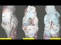 Patellar fixation & patellar desmotomy in bovines 🐄 🐂 🐄 Desmotomía del ligamento rotuliano medial