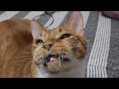 고양이 뽕주댕이가 말려올라가요