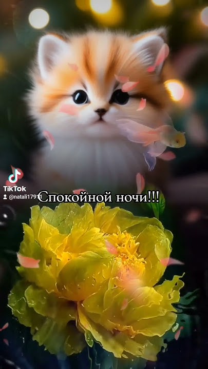 #спокойнойночи #поздравления - YouTube