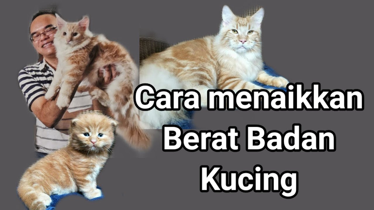 Cara menaikkan berat badan kucing - YouTube