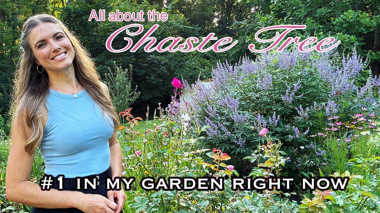 ЛУЧШИЙ кустарник в моём дачном саду! Витекс священный: просто, полезно и красиво! Просто необходимо!