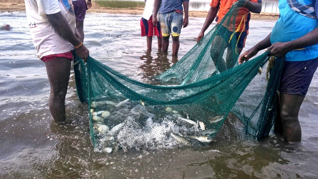 traditional net fishing in river /tamilnadu fishermen 