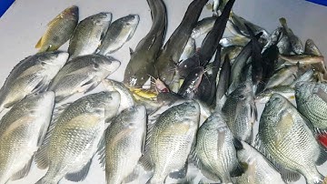 Câu Trúng Bầy Cá Ngát,Cá Tráp To Mồi Câu Cá Siêu Nhạy Dễ Mua Dính Nhiều Loại Cá | Sự Cần Giờ