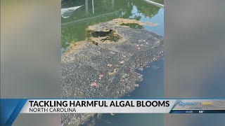Harmful Algal Blooms Reported On Lake Norman