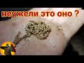 Отличные находки. Коп монет. Коп с металлоискателем.