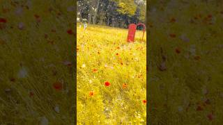 Hitachi Seaside Park Vol,2 #japan #japanese #ibaraki