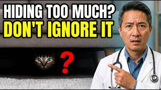 The REAL Reason Your Cat Hides So Much (99% of Owners Ignore It)