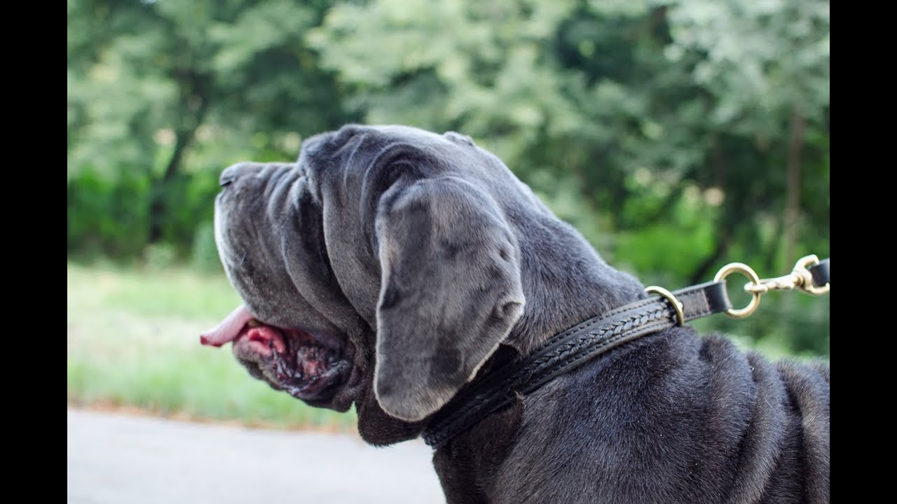 neapolitan mastiff collars