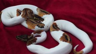 Ball Python Behavior: Transitioning Hatchlings to Frozen Thawed Food