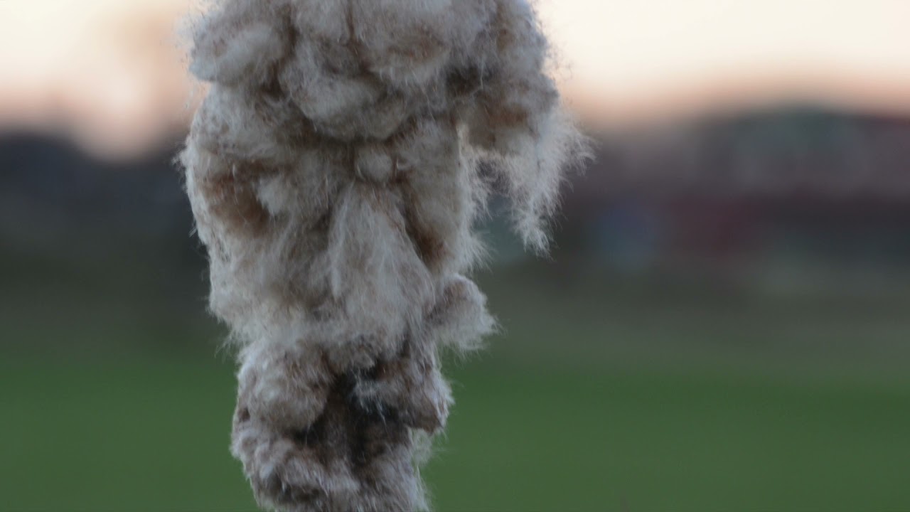 Nikon D7100 and 18-200mm VR lens Sample Photos Image Quality Test 