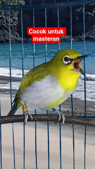 masteran pleci ngalas #plecigacor