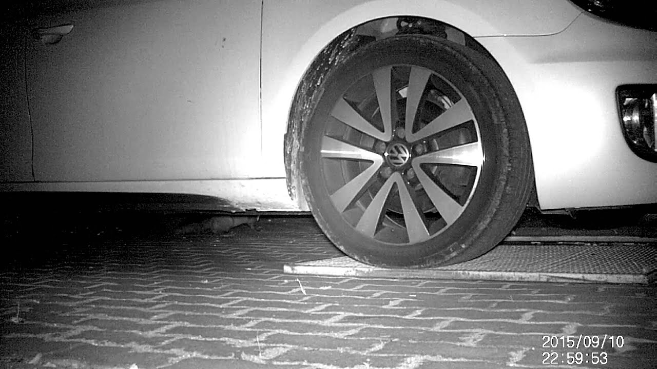 Marder und Igel inspizieren mein Auto